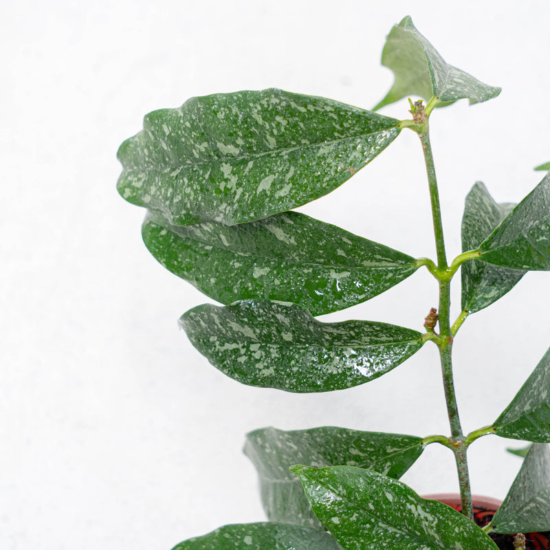 Hoya Campanulata Splash
