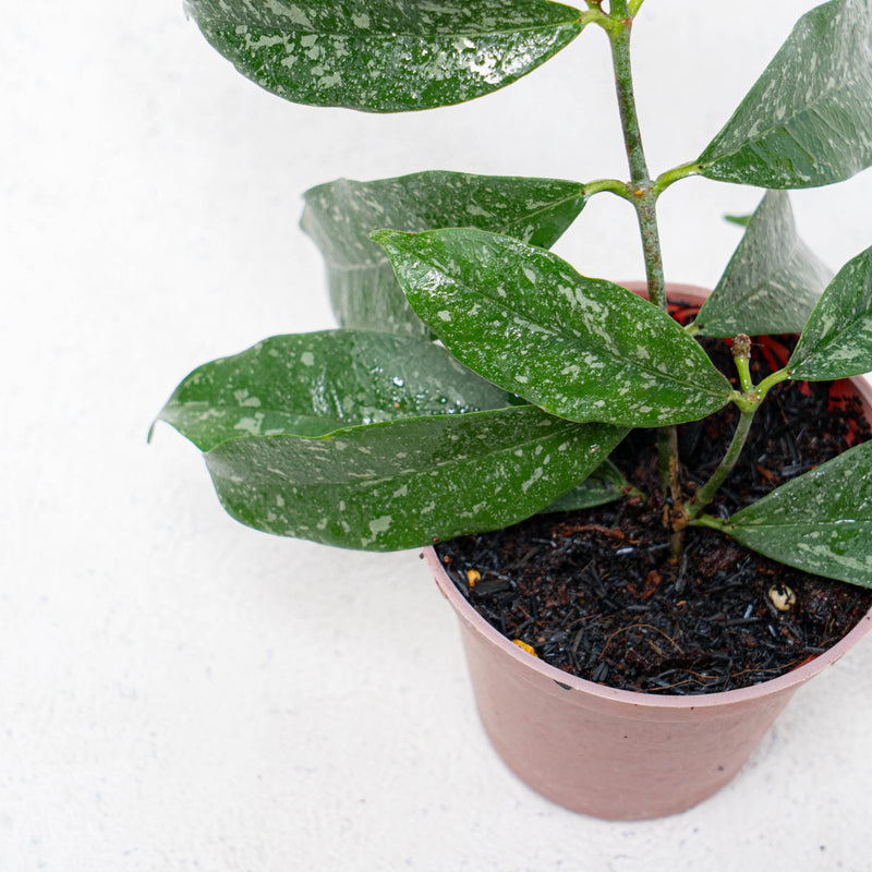 Hoya Campanulata Splash