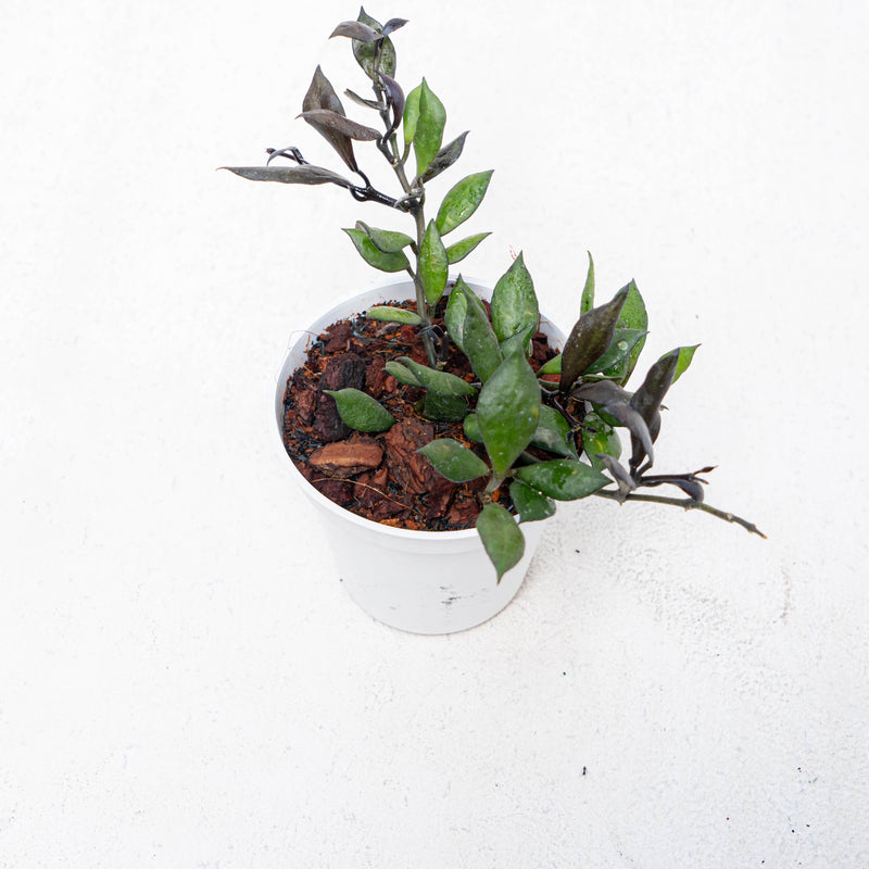 Hoya Lacunosa Black Small Leaf