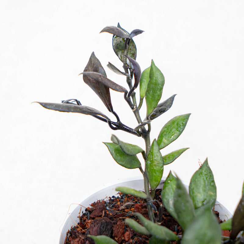 Hoya Lacunosa Black Small Leaf