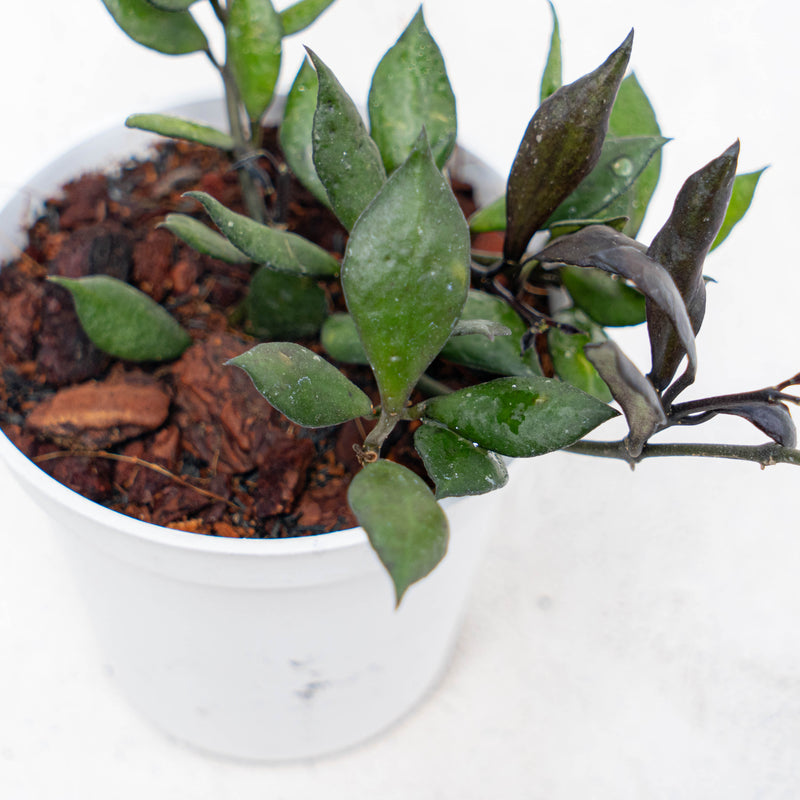 Hoya Lacunosa Black Small Leaf