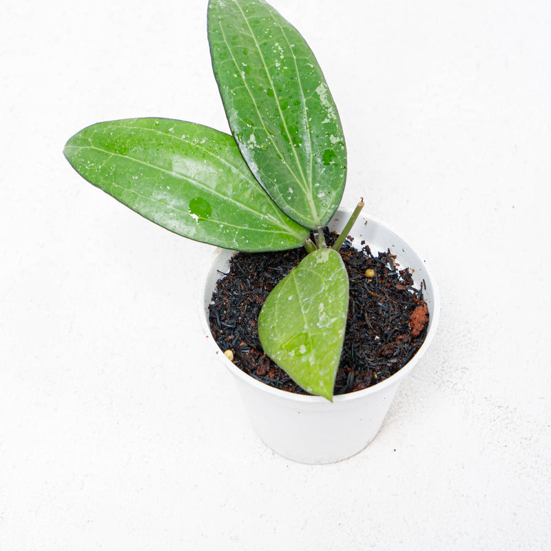 Hoya SP Sulawesi GPS-8867