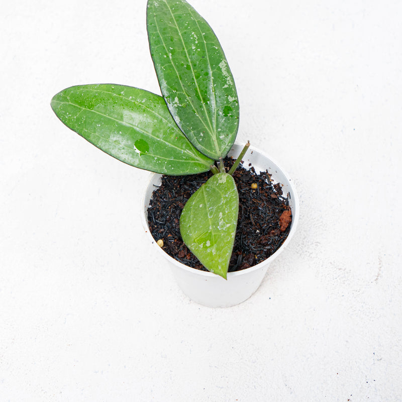 Hoya SP Sulawesi GPS-8867