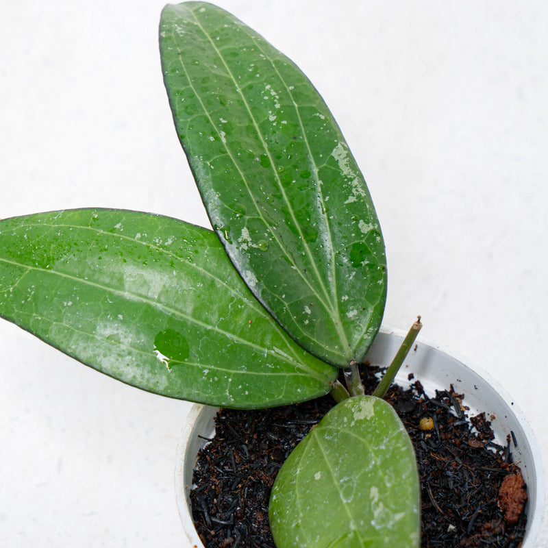 Hoya SP Sulawesi GPS-8867