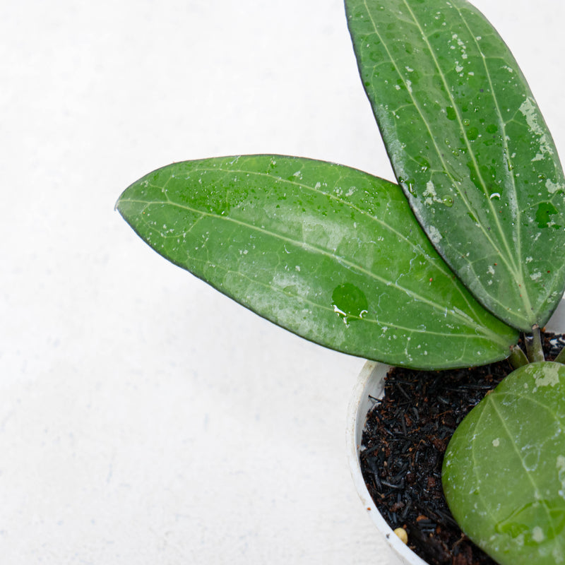 Hoya SP Sulawesi GPS-8867