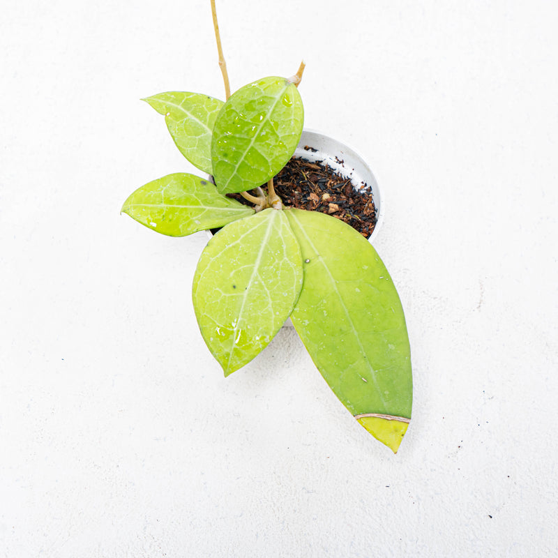 Hoya Verticillata SP Bali