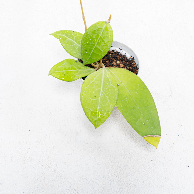 Hoya Verticillata SP Bali