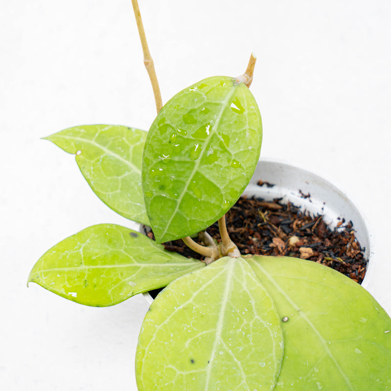 Hoya Verticillata SP Bali