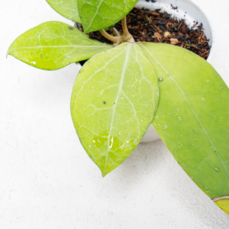 Hoya Verticillata SP Bali