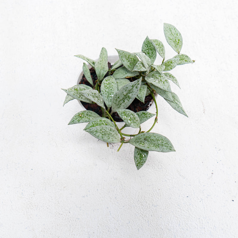 Hoya Lacunosa Silver Lime