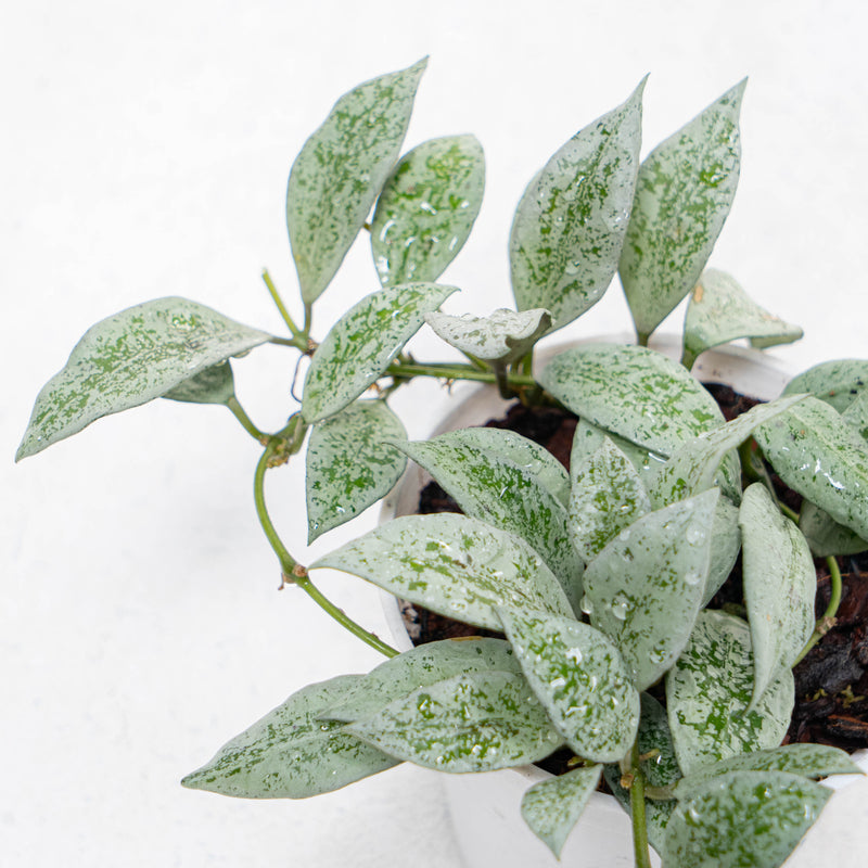 Hoya Lacunosa Silver Lime
