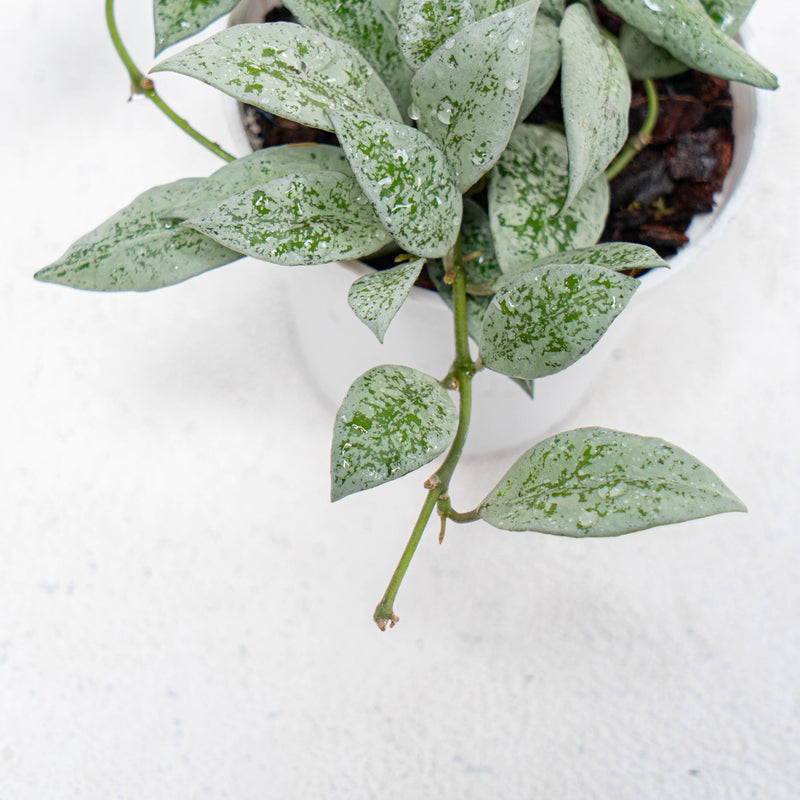 Hoya Lacunosa Silver Lime