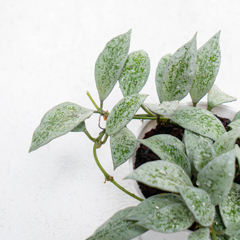 Hoya Lacunosa Silver Lime