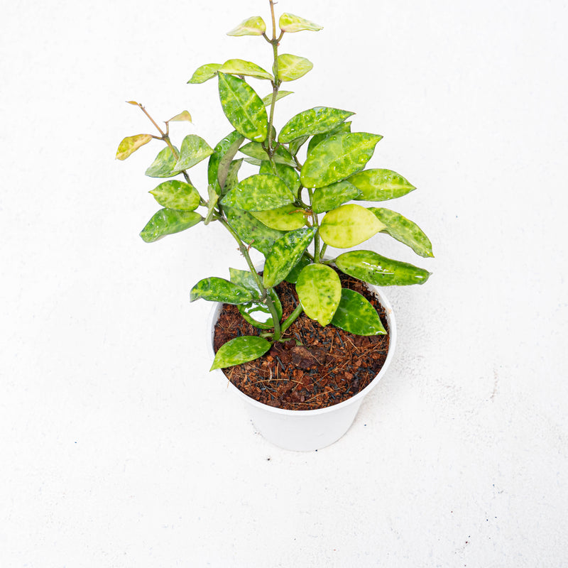 Hoya Lacunosa Amarillo