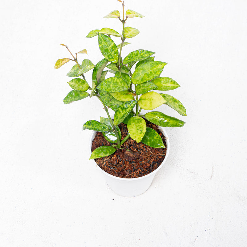 Hoya Lacunosa Amarillo