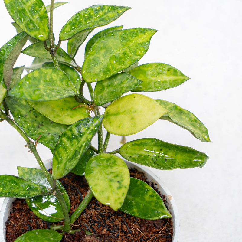 Hoya Lacunosa Amarillo