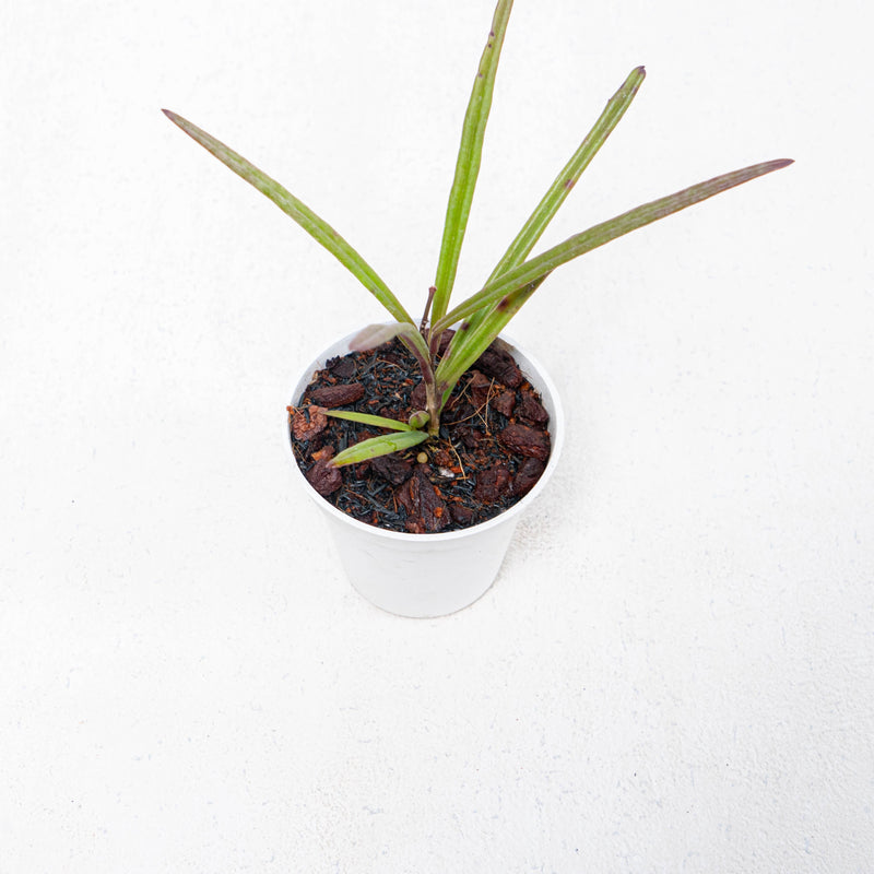 🎁 Hoya Insularis (100% off)