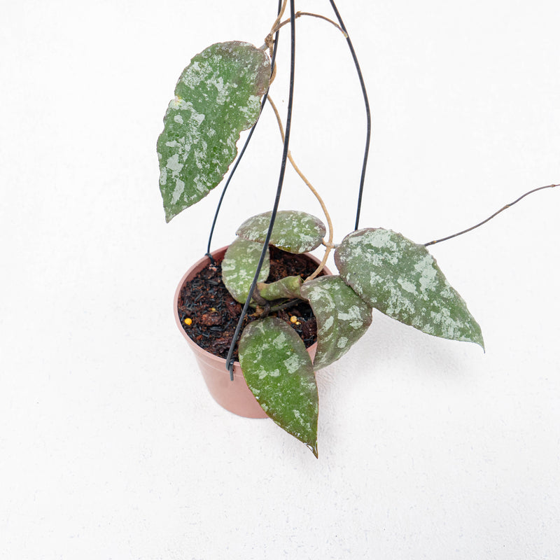 Hoya Caudata Aceh Splash