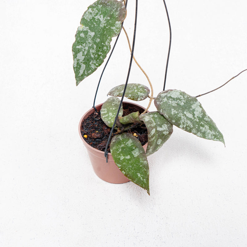 Hoya Caudata Aceh Splash