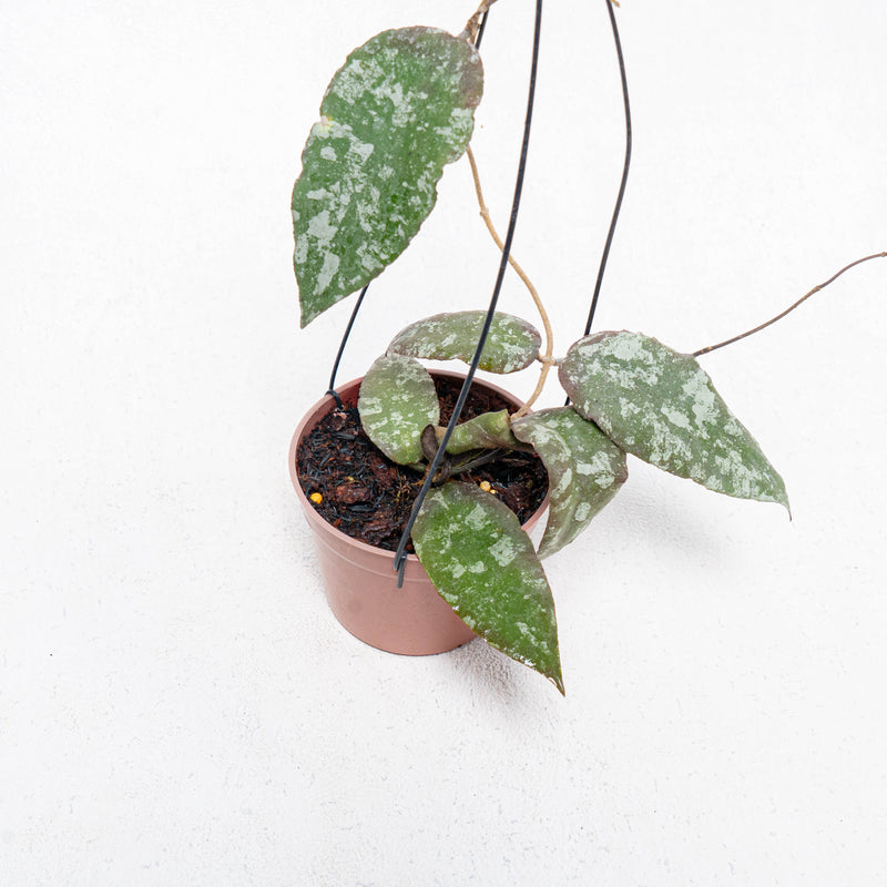 Hoya Caudata Aceh Splash