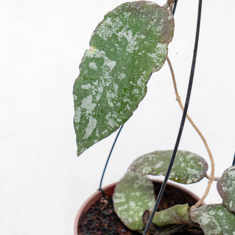 Hoya Caudata Aceh Splash