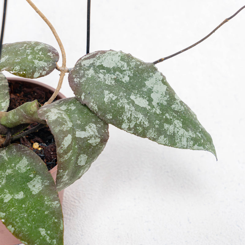 Hoya Caudata Aceh Splash