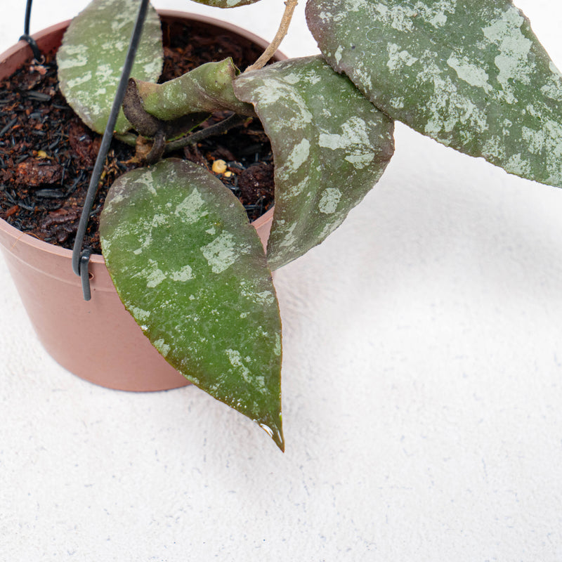 Hoya Caudata Aceh Splash