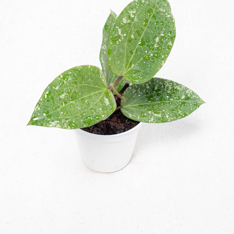 Hoya Glabra Splash