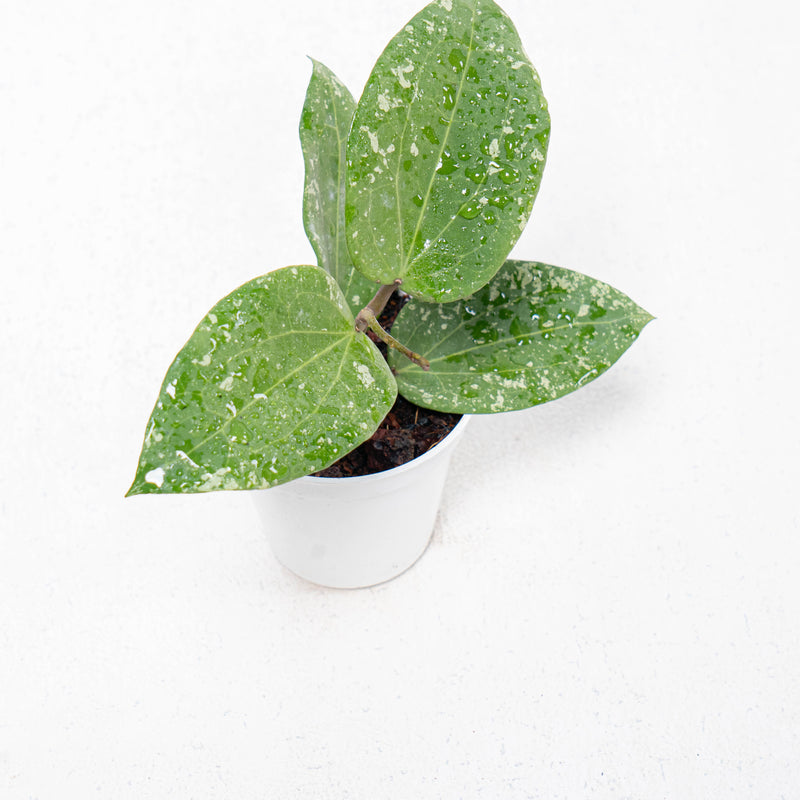 Hoya Glabra Splash