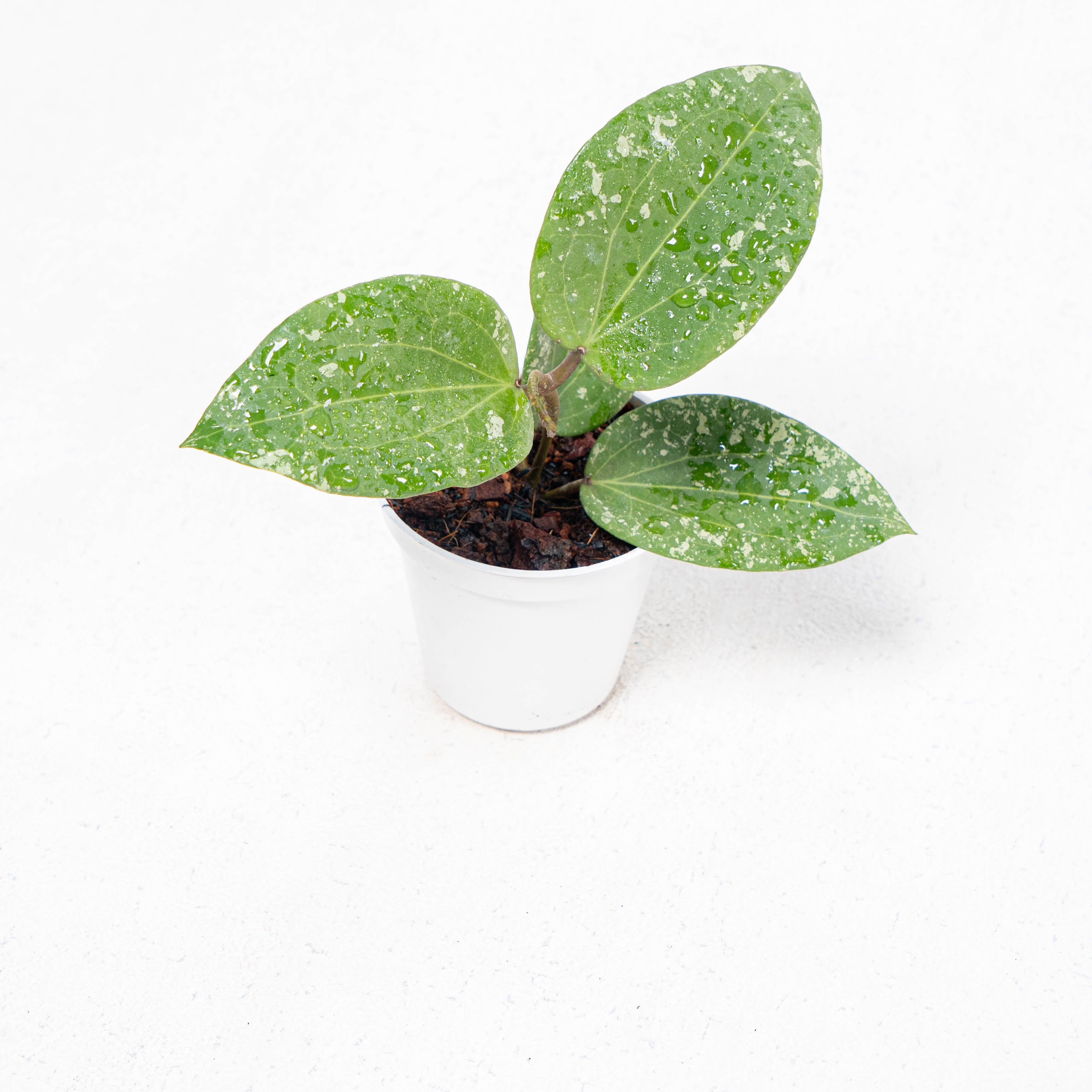 Hoya Glabra Splash — Aroidasia