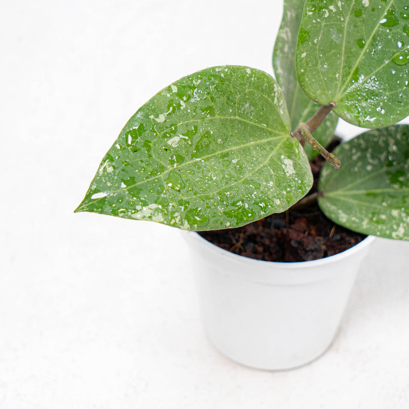 Hoya Glabra Splash