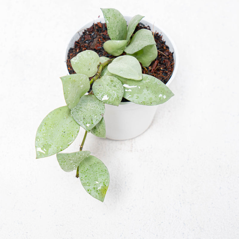 Hoya Lacunosa Silver Mint Coin