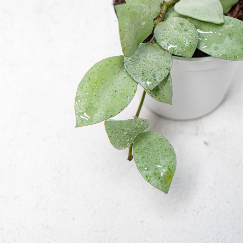 Hoya Lacunosa Silver Mint Coin