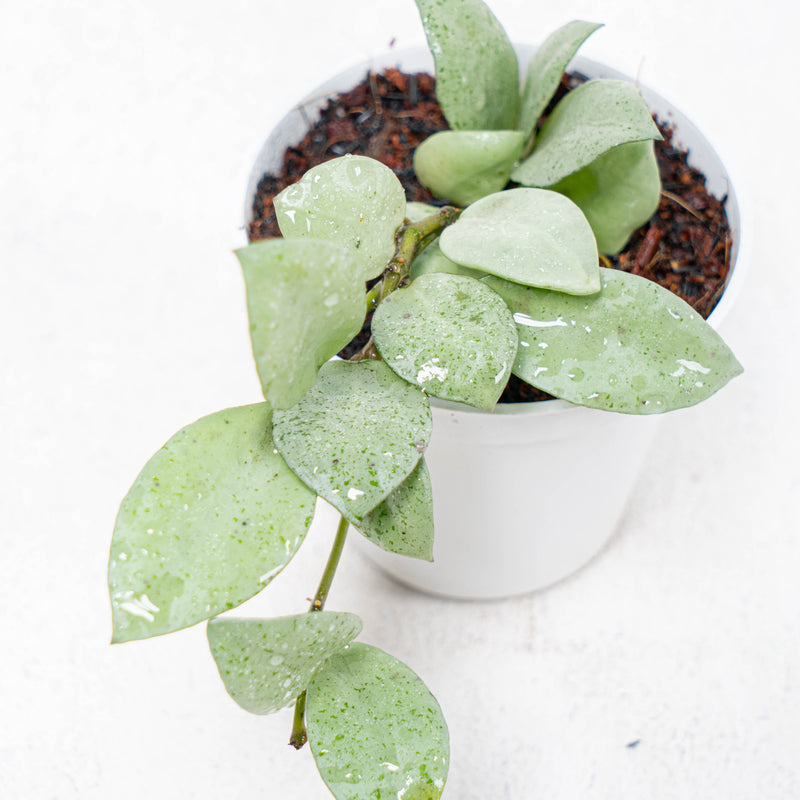 Hoya Lacunosa Silver Mint Coin