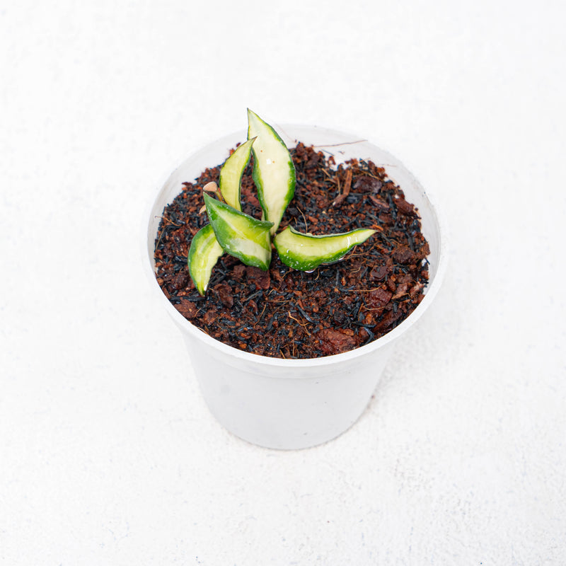 Hoya Lacunosa Tricolor Souma