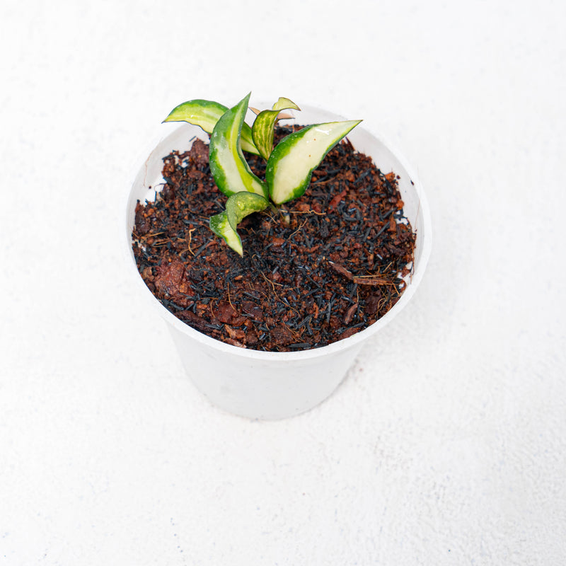 Hoya Lacunosa Tricolor Souma