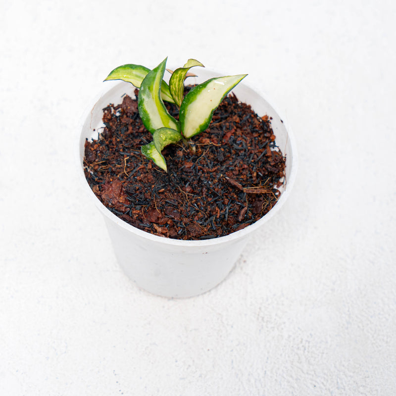 Hoya Lacunosa Tricolor Souma