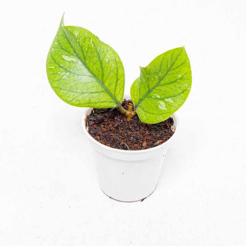 Hoya Meredhitii Round Leaf