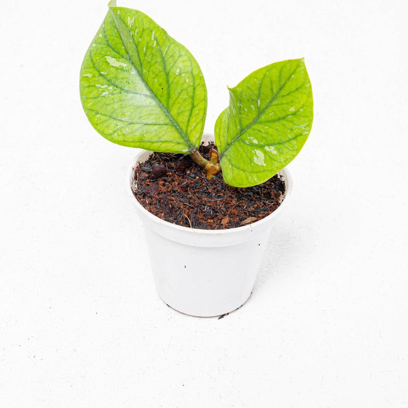 Hoya Meredhitii Round Leaf