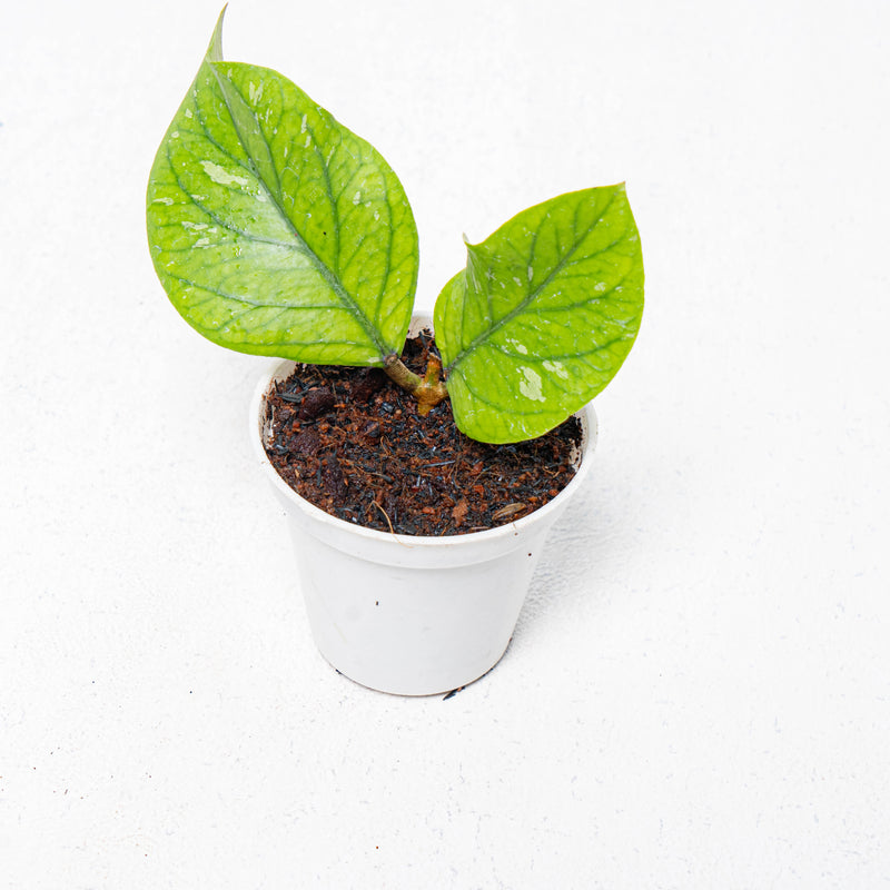 Hoya Meredhitii Round Leaf