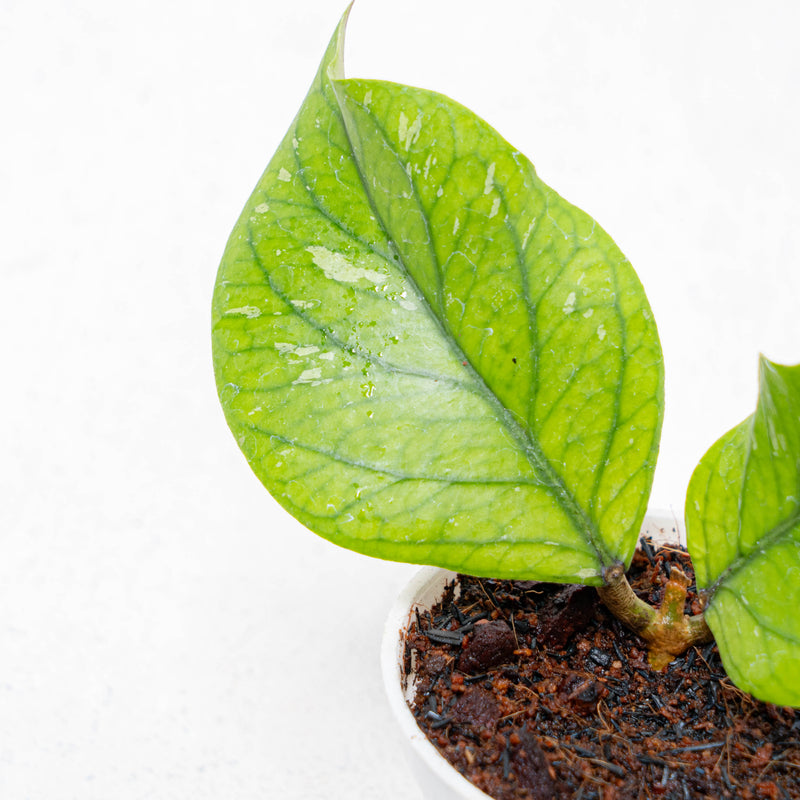 Hoya Meredhitii Round Leaf
