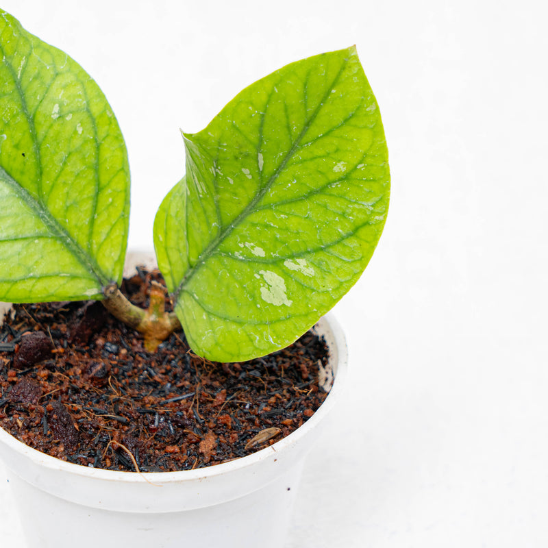 Hoya Meredhitii Round Leaf