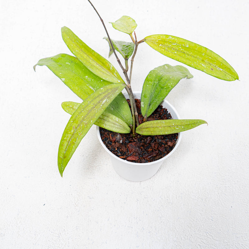 Hoya SP Rindu Rafflesia