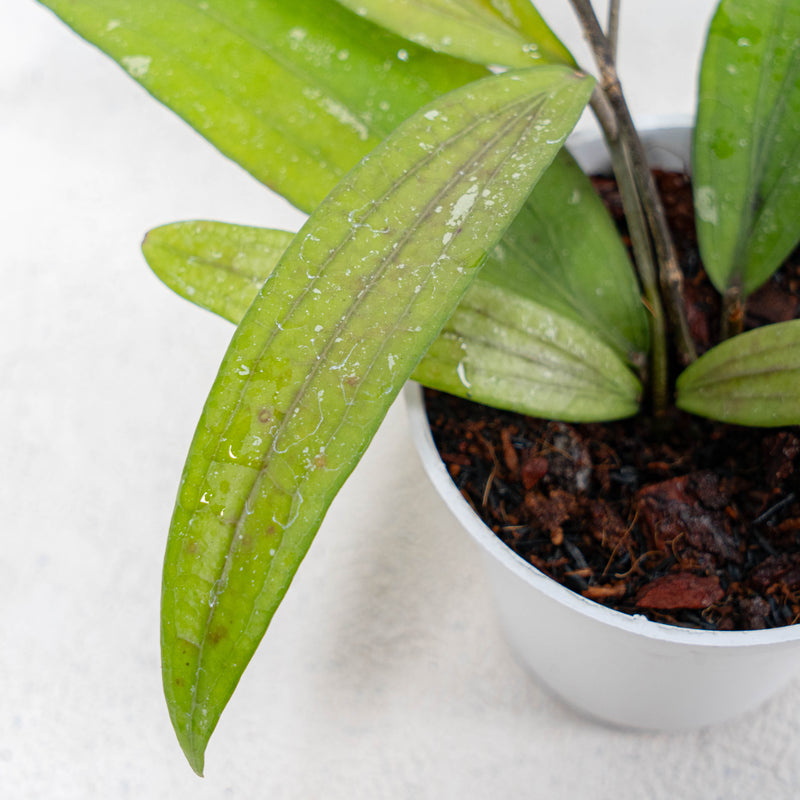 Hoya SP Rindu Rafflesia