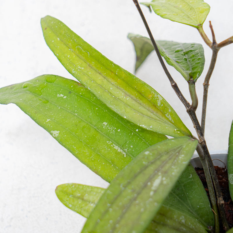 Hoya SP Rindu Rafflesia