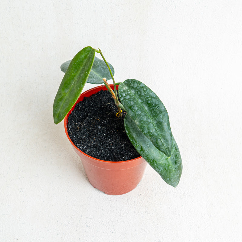 Hoya Stenaokai SP Papua