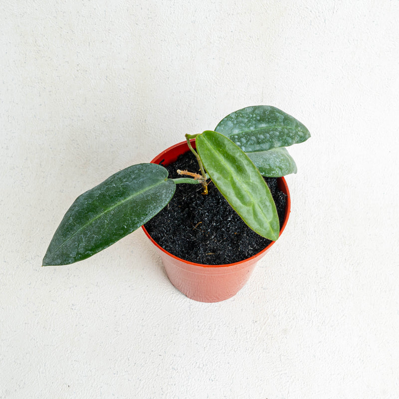 Hoya Stenaokai SP Papua