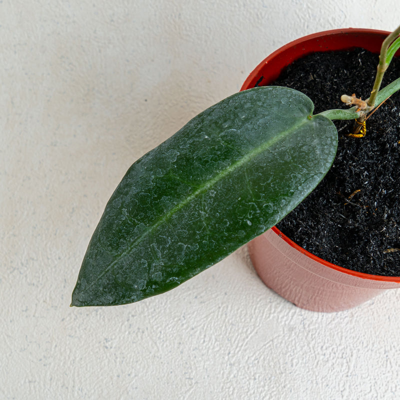 Hoya Stenaokai SP Papua