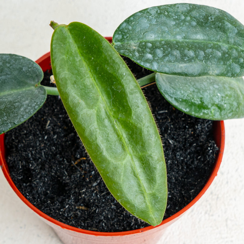Hoya Stenaokai SP Papua