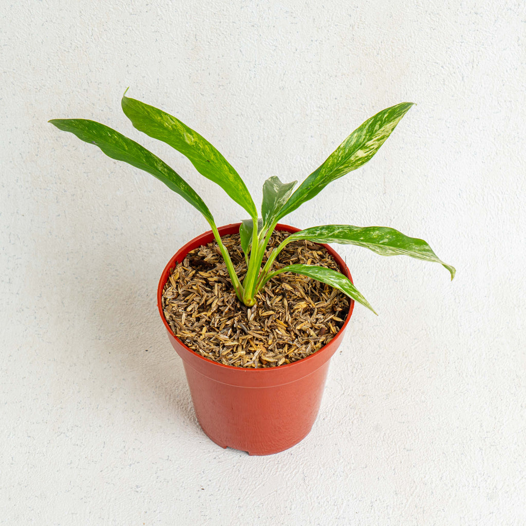 rhaphidophora megasperma variegata Rhaphidophora Megasperma Variegated — Aroidasia